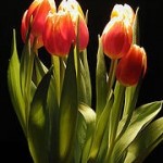 tulips1