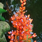 Aechmea fulgens, Lincoln Park, Chicago, USA