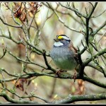 White-throated Sparrow (white-striped morph)...pieceoflace's photostream