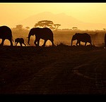 Going home by Giovanni Gori-Brazil for Christmas-small-3816507430_6d5c917b79_m