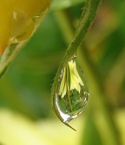 Yellow Rose with Drop Closer Crop